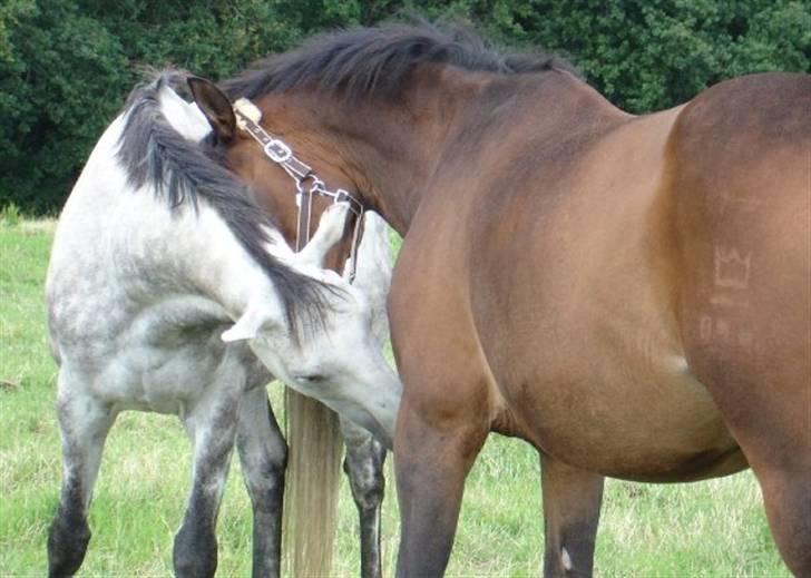 Dansk Varmblod Swalineur Moesgaard - Bedste venner! Swali og Chapper, som desværre ikke er blandt os mere.. Han er savnet!! billede 7