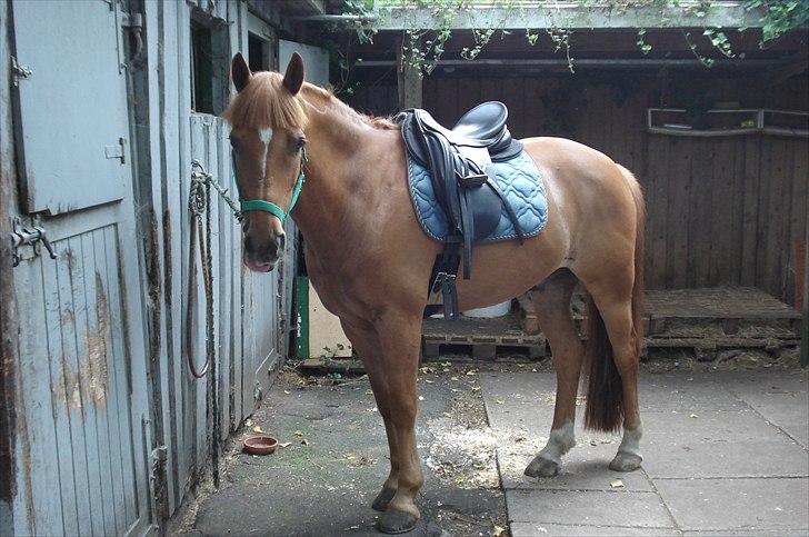 DSP Papageno - sommer 2009 billede 5