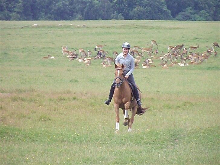 DSP Papageno - sommer 2010 galop ad sletten billede 13