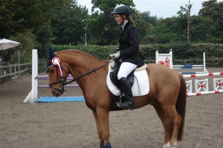 DSP Papageno - 2008 LA** MAK. 1. plads og eneste fejlfri ekvipage billede 19