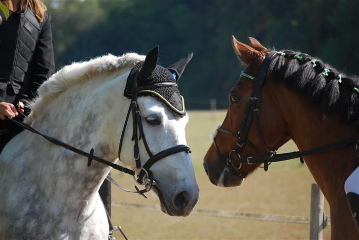 Anden særlig race Bianca RIP ;s - bianca med gamle ejer - jeg elsker dig(L). billede 19