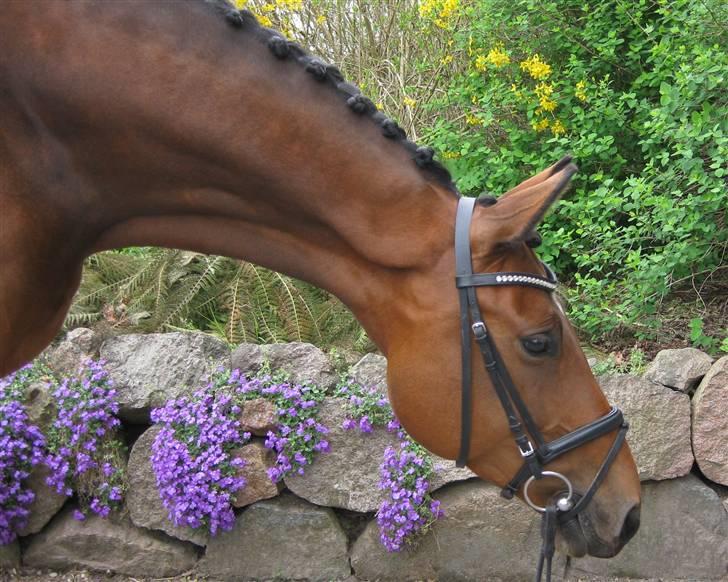 Holstener Cindy RDS (Aflivet) billede 20