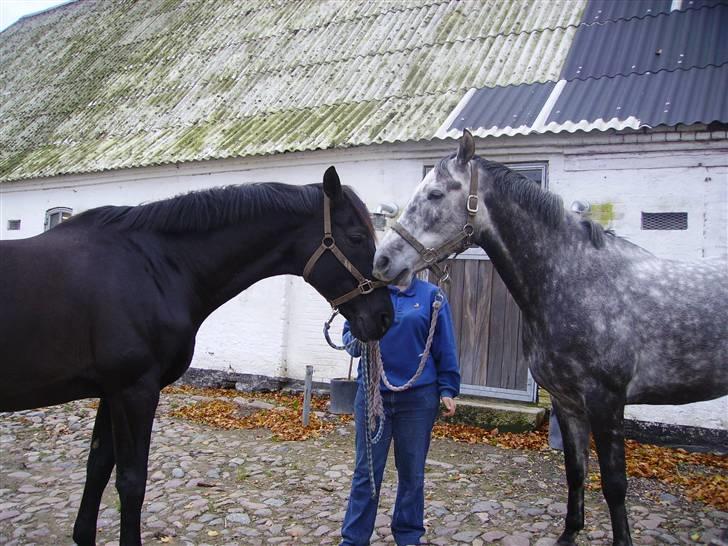 Tjekkisk Varmblod  Alkir - Ib´ og alkir hygger med grimeleg´ billede 10