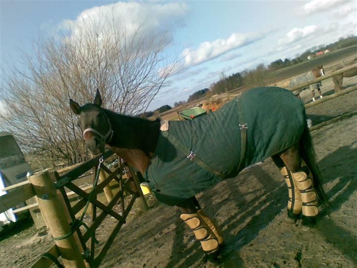 Anden særlig race Pretty Princess*Solgt* - Prut med transport gamacher<3 billede 3