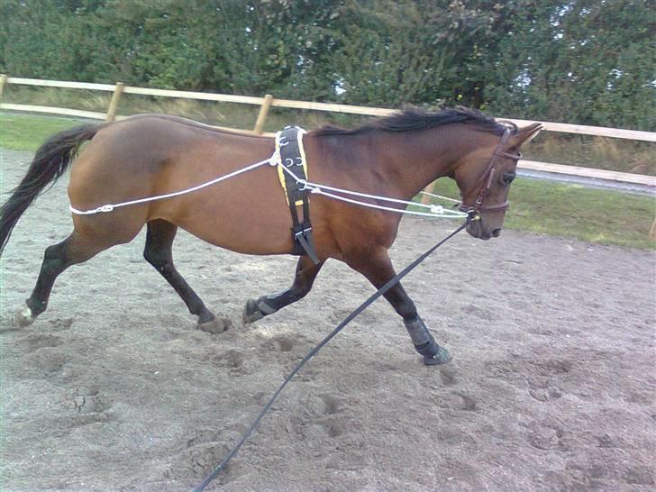 Anden særlig race Pretty Princess*Solgt* - Dressur arbejde fra jorden ;ii billede 2