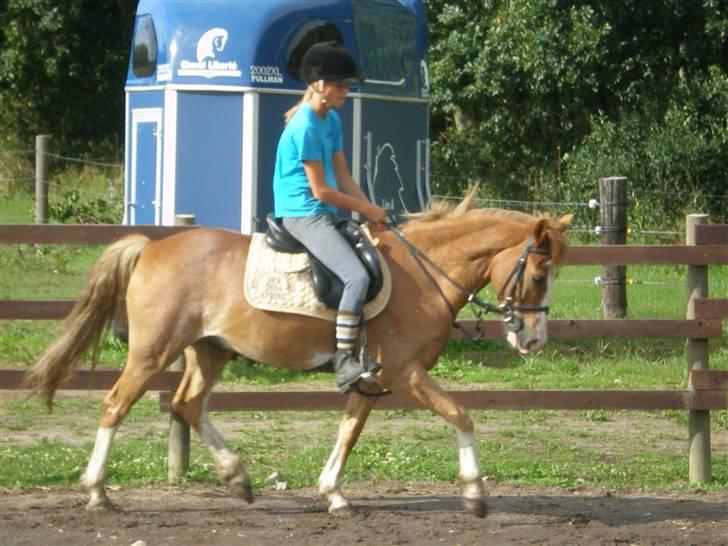 Anden særlig race amadeus - amadeus i trav :) billede 5