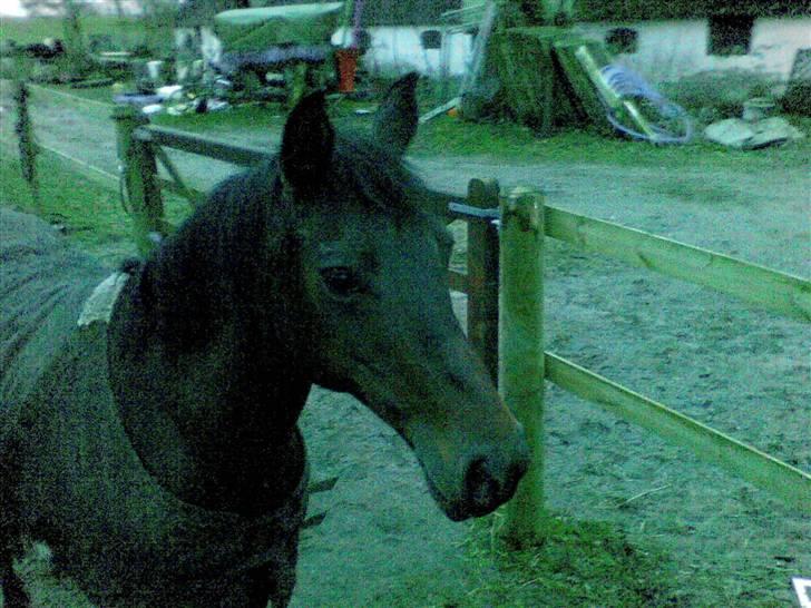 Anden særlig race Pretty Princess*Solgt* - Sweeeeeet pony<3 billede 4