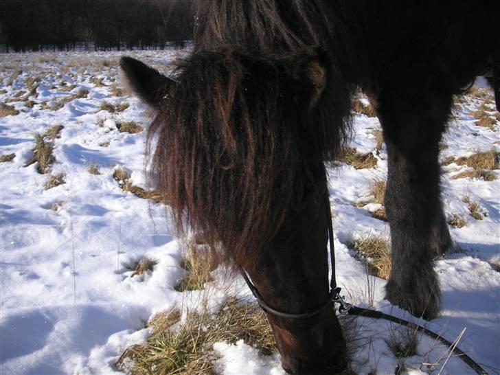 Islænder Breki fra Kroki - <3 billede 4