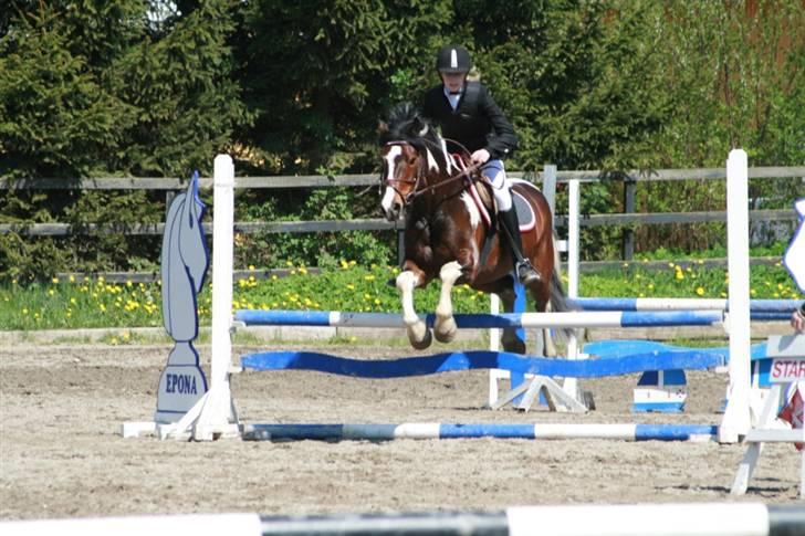 Anden særlig race Plet - LB på Epona 2008 billede 11