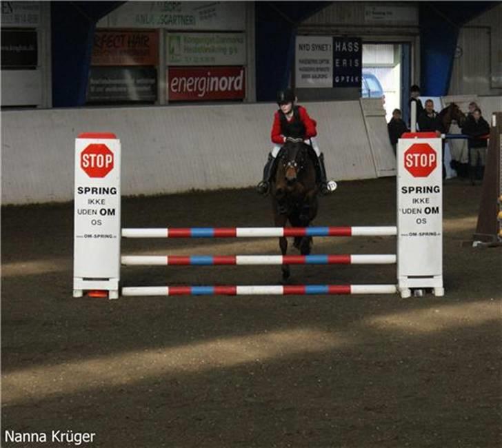 New Forest Miss Jeanette ( solgt )<3 - til stævne i Aalborg fotograf: Nanna Kruger billede 15