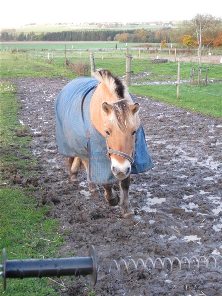Fjordhest mille - mille  den bedste 4-ever billede 9