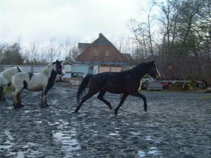 Anden særlig race My Ace *solgt* - WOW!! billede 13