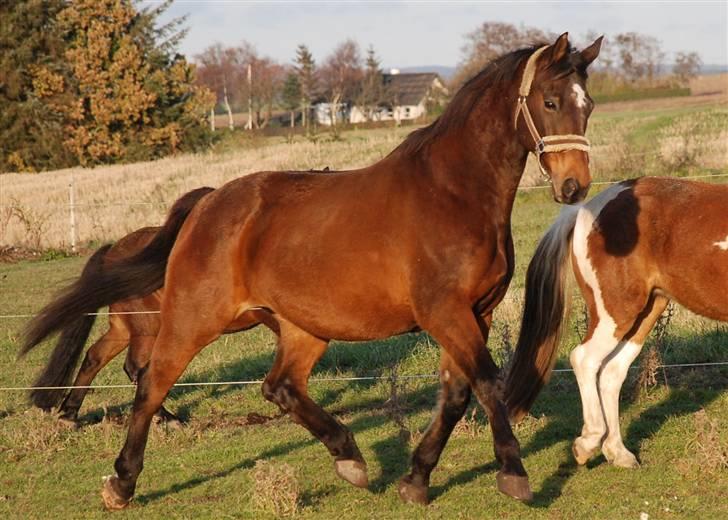 Dansk Varmblod Swalineur Moesgaard - Stolte dreng i løb med flokken et tidligere opstaldningssted billede 8