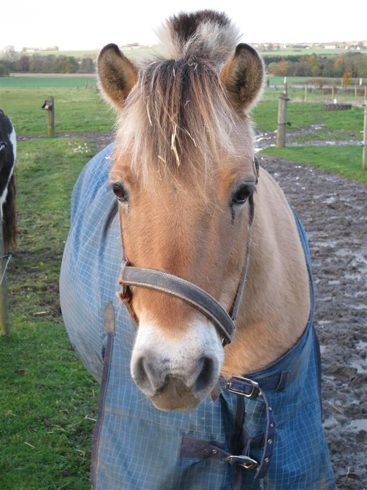 Fjordhest mille - min forever  billede 10