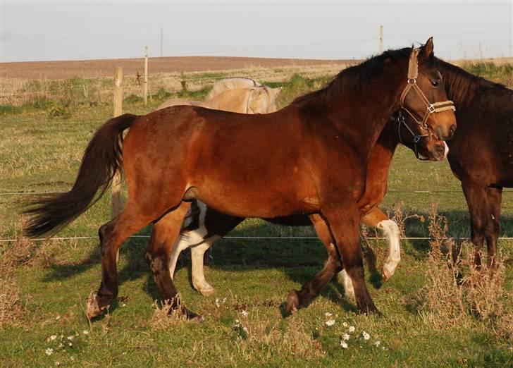 Dansk Varmblod Swalineur Moesgaard billede 9