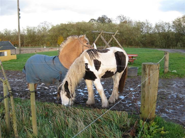 Fjordhest mille - mine to dejlig heste. billede 11