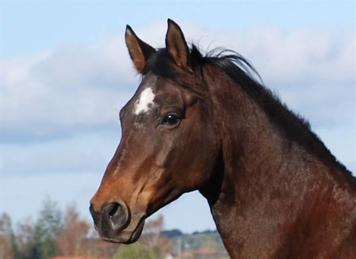 Dansk Varmblod Swalineur Moesgaard - At han er efter Swadroneur fornægter sig ikke ;-) billede 10