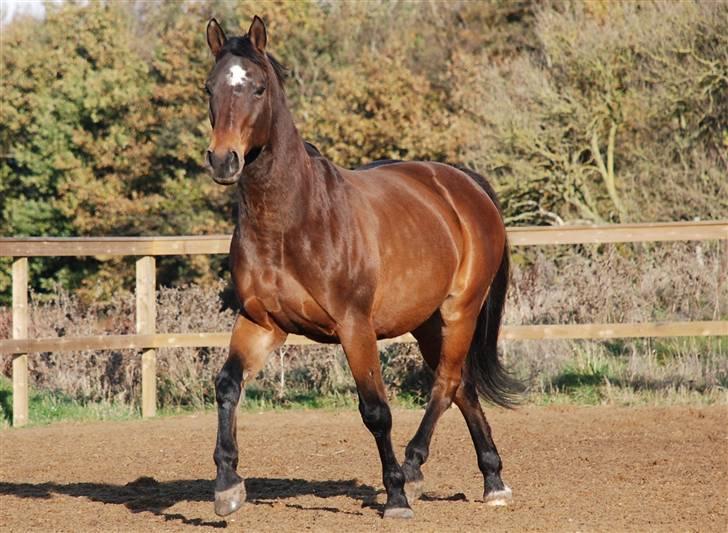 Dansk Varmblod Swalineur Moesgaard - Swali forstår at vise sig frem for fotografen :-) (Tak til Anne Sofie for de skønne billeder!) billede 11