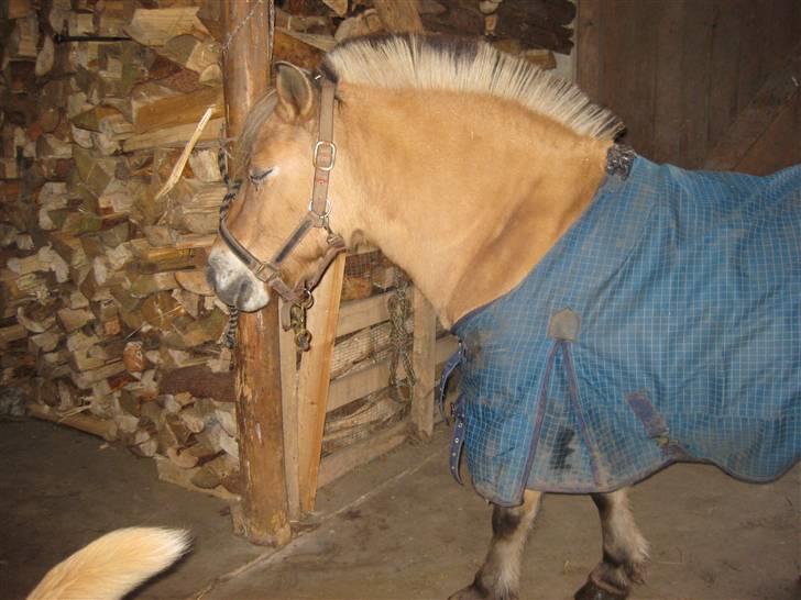 Fjordhest mille - Jeg elsker dig over alt på jorden billede 12