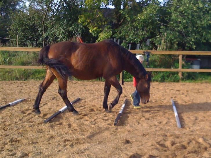 Dansk Varmblod Swalineur Moesgaard - Min datter øver lidt frihedstræning med Swali.. Han elsker det!! billede 12