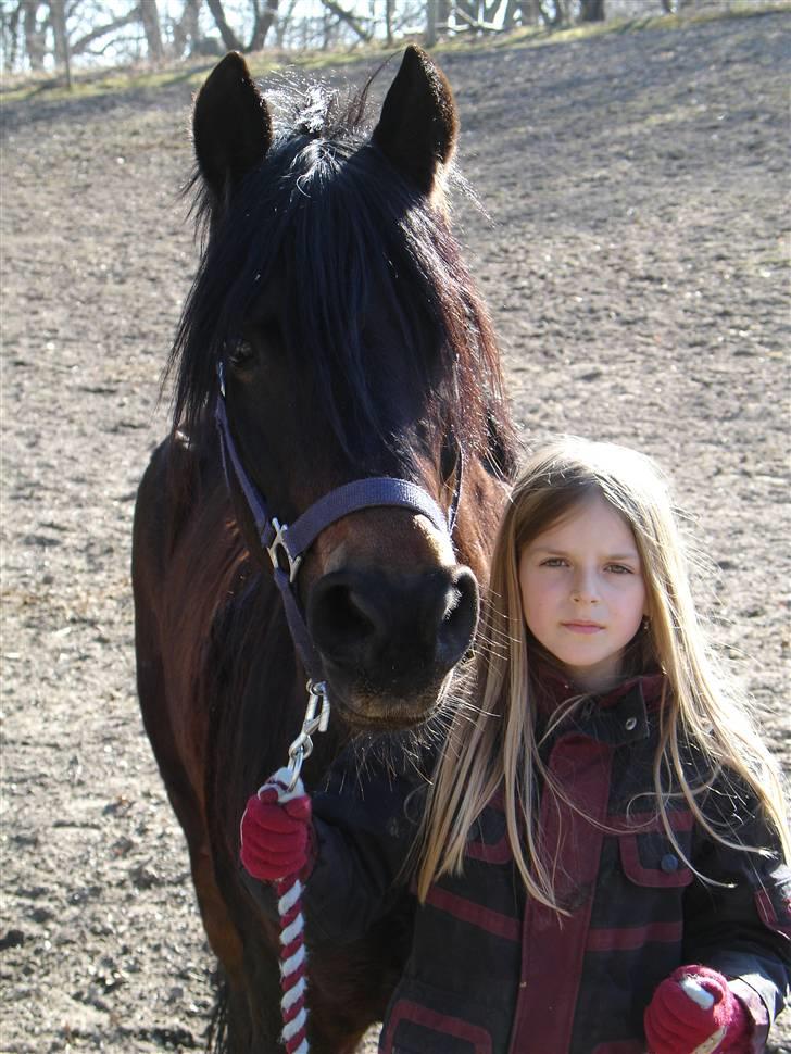 New Forest Mankehøjs Honey Solgt RIP - Smukke tøsen da jeg skulle til at ride (L)<33 billede 1