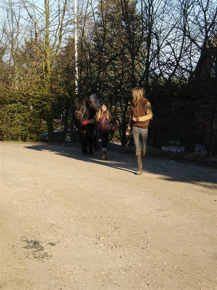 New Forest Mankehøjs Honey Solgt RIP - Da jeg lige havde fået hende <33 billede 2