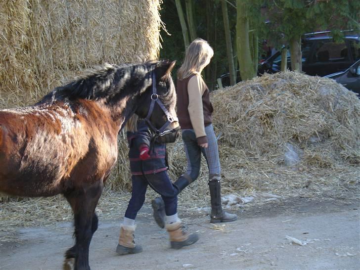 New Forest Mankehøjs Honey Solgt RIP - igen da jeg lige havde fået hende<33 billede 3