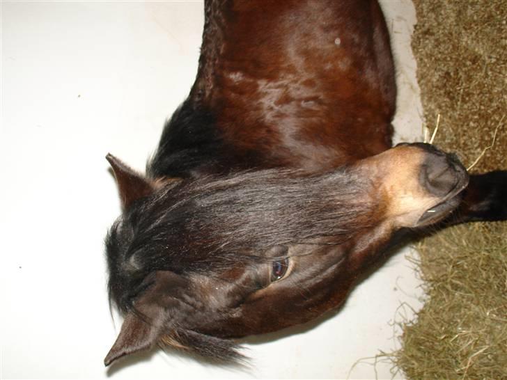 New Forest Mankehøjs Honey Solgt RIP - Smukke honey<33 billede 4