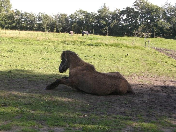 Islænder Siggi fra Ellekærgår *R.I.P. savnet*  - Siggi er på vej op efter at han har trillet sig : ) billede 13