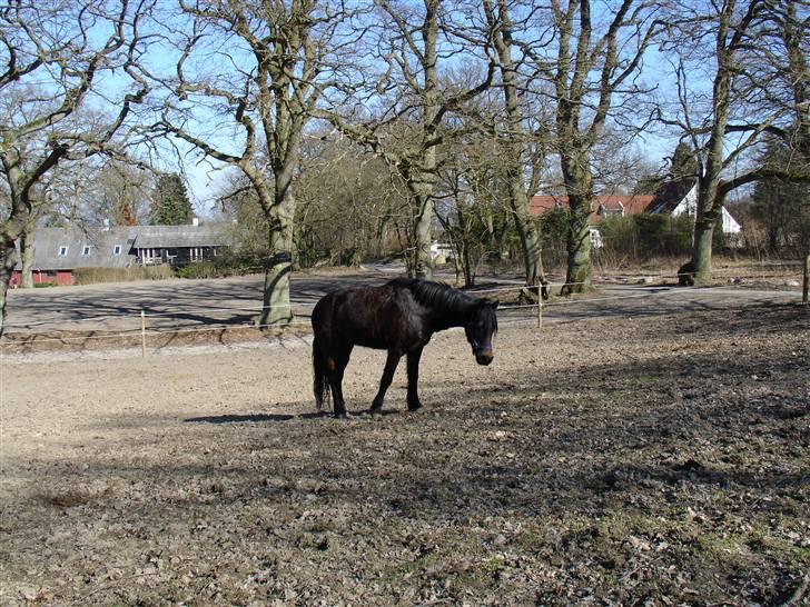 New Forest Mankehøjs Honey Solgt RIP - Honse ponse på fold <33 billede 5