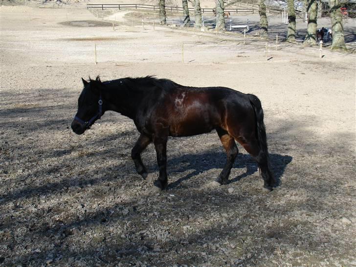 New Forest Mankehøjs Honey Solgt RIP - Honey på fold. Vi havde købt hende af en hestehandler billede 6