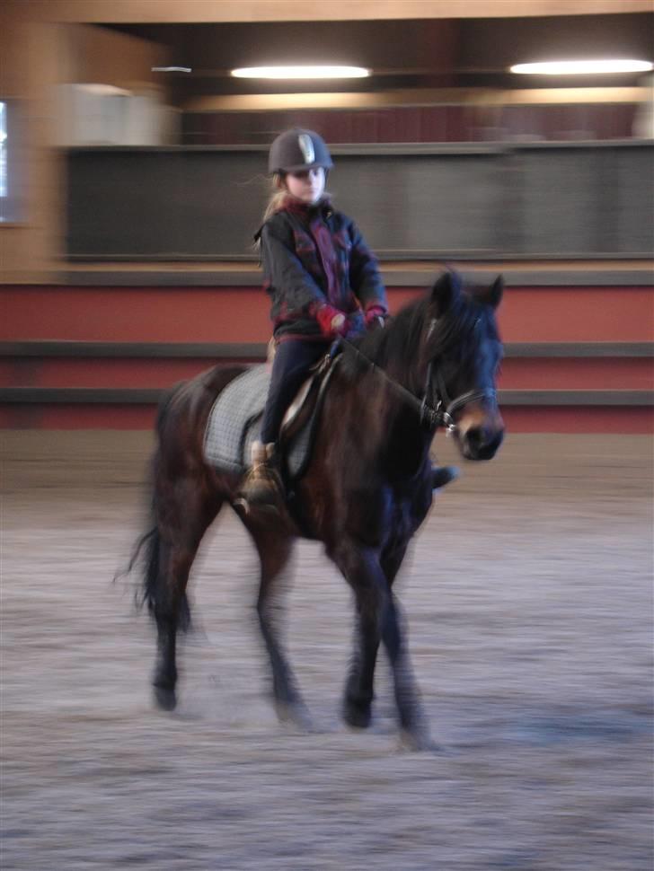 New Forest Mankehøjs Honey Solgt RIP - Honey & Jeg rider <33 billede 7