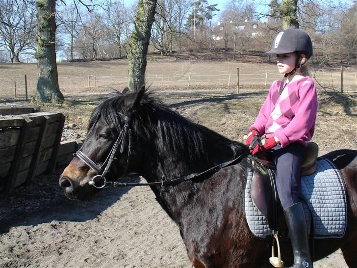 New Forest Mankehøjs Honey Solgt RIP - Puhaa solen er stærk var honey? <33 billede 8