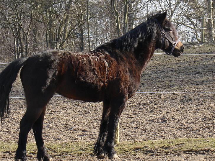 New Forest Mankehøjs Honey Solgt RIP - Smukke tøsen <3 billede 9