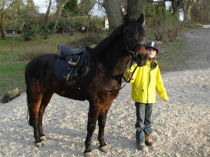 New Forest Mankehøjs Honey Solgt RIP - Wee på vej til at skulle ride :P <3 billede 10