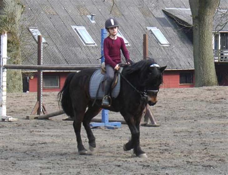 New Forest Mankehøjs Honey Solgt RIP - God dressur dag honey var i topform <33 billede 12