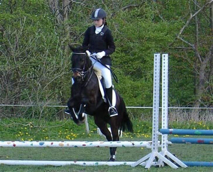 New Forest Mankehøjs Honey Solgt RIP - Cilleh fik lov at ride millitary <3 billede 13