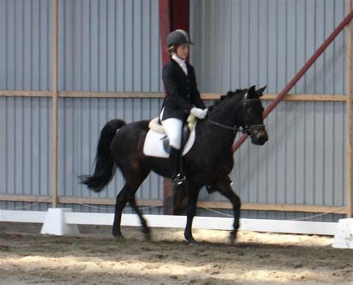 New Forest Mankehøjs Honey Solgt RIP - Cilleh fik lov at ride millitary <3 (denne gang i dressuren) billede 14