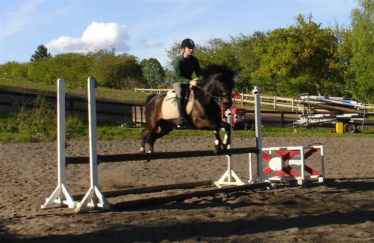 New Forest Mankehøjs Honey Solgt RIP - Min søster sprang på honey<33 billede 15