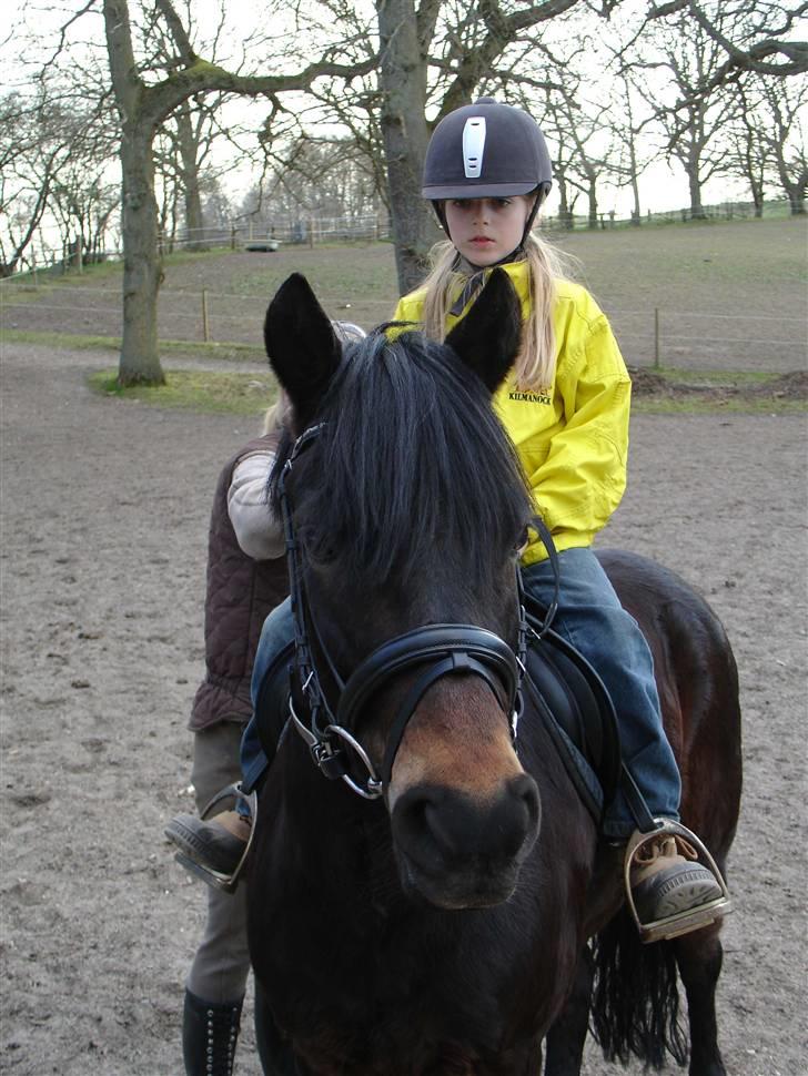 New Forest Mankehøjs Honey Solgt RIP - Smukke tøsen og mig<33 (L) billede 16