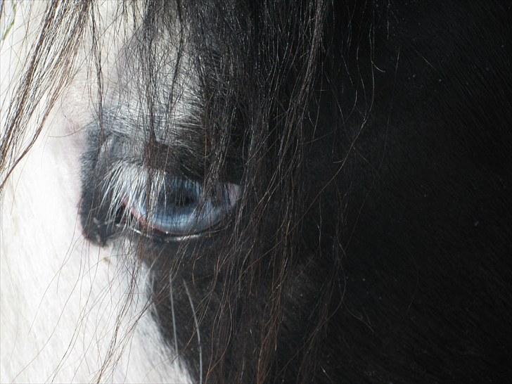 Tinker LL. Mølgårds Mc Phee/ Fie - Fies øje  billede 1