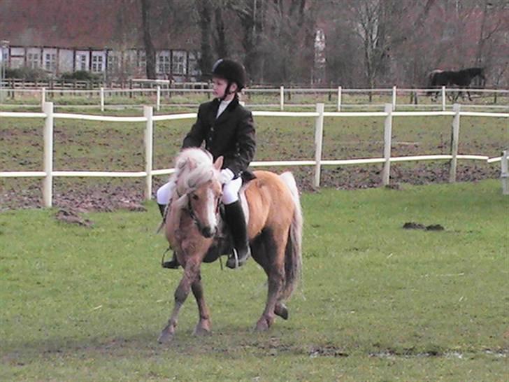 Anden særlig race Dunlet(har redet)<3<'3<3 billede 9