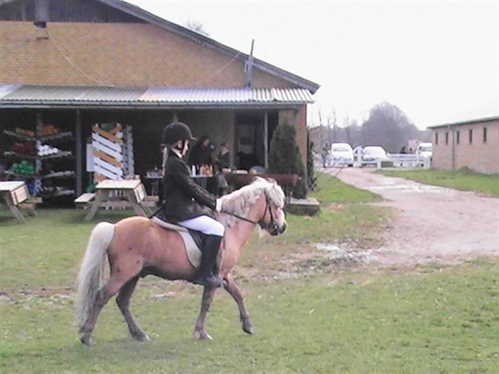 Anden særlig race Dunlet(har redet)<3<'3<3 billede 10