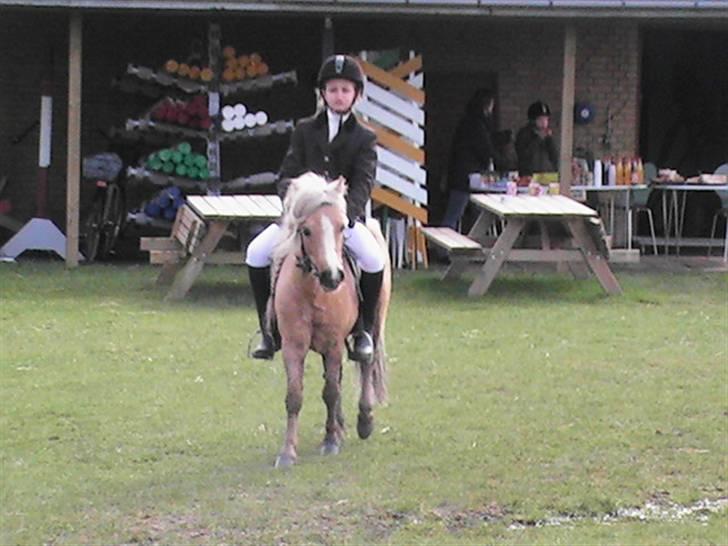 Anden særlig race Dunlet(har redet)<3<'3<3 billede 12