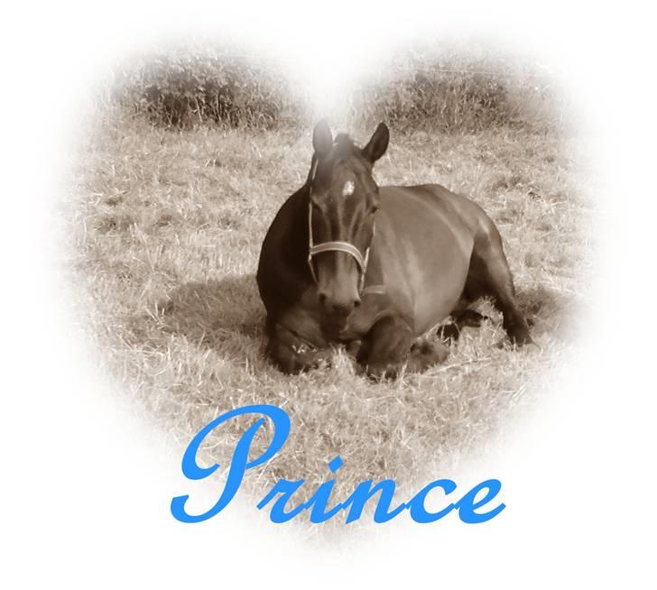 Oldenborg Prince - velkommen til prince´s profil  billede 1