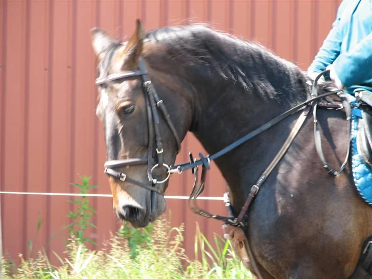 Oldenborg Prince - lige hans smukke hovede billede 3