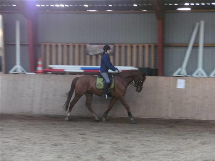 Polsk Varmblod Nadir Solgt billede 17