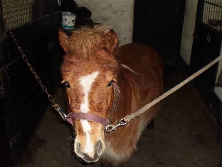 Shetlænder lady billede 4