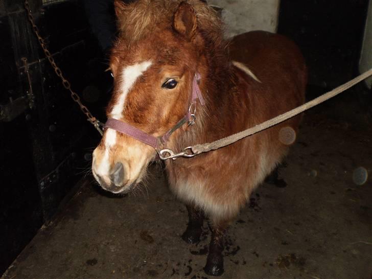 Shetlænder lady billede 5