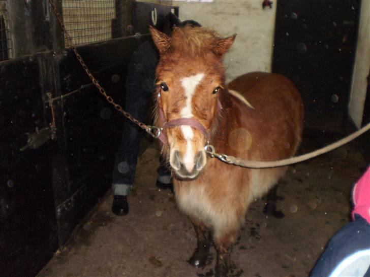 Shetlænder lady billede 6